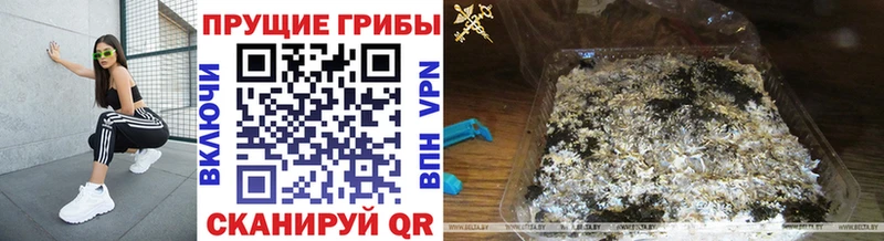 купить наркотик  Петушки  Галлюциногенные грибы Psilocybine cubensis 